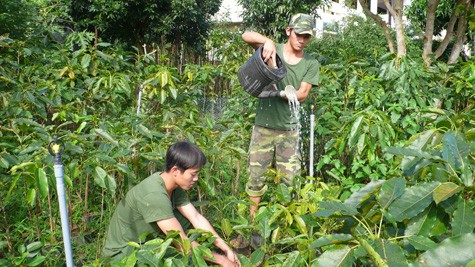 La fête de plantation d’arbres organisée sur l’île de Ly Son - ảnh 1
